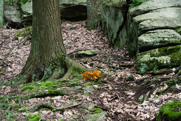 Jack-o'lantern mushroom in the forest