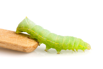 Green caterpillar on stick isolated on white background