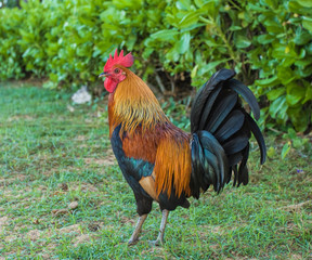 Colorful Rooster