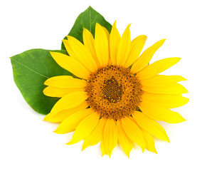 Obraz premium sunflower with leaves isolated on white background close-up