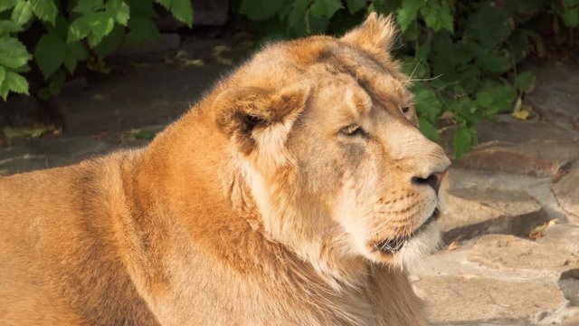 Close up of big furry male lion king of beasts lying relaxing after meal on the rocks in national park scratching his ear