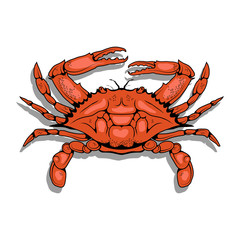 Vector image of an Atlantic crab. Isolated on white background. Ocean Delicacies collection