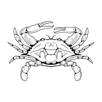 Vector image of an Atlantic crab. Isolated on white background. Ocean Delicacies collection