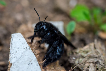 Black Huge violet carpenter bee after winter in wood scobs