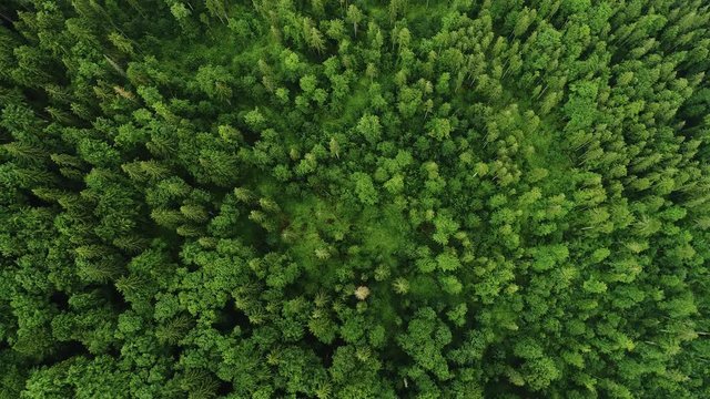 Aerial 4K: Pattern Forest (High View)