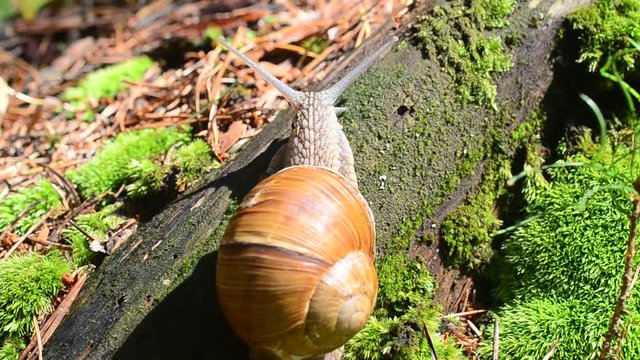 Snail in the wood.