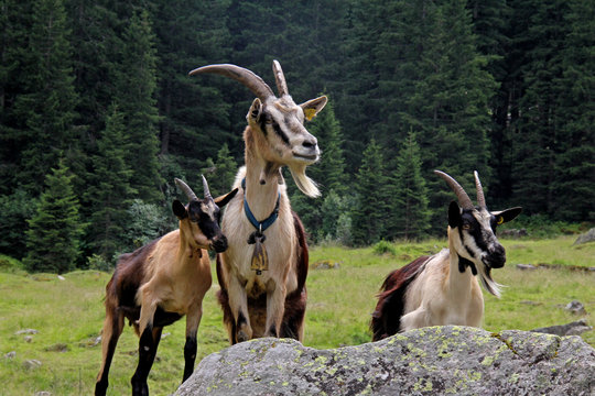 capre in alpeggio
