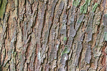 Close up abstract image of bark of mahogany tree showing the detailed textures