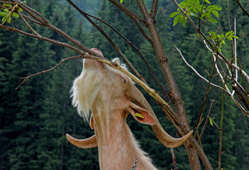 capra che bruca foglie di sambuco