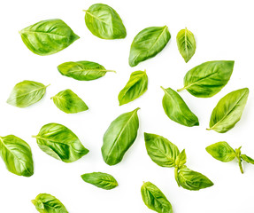 Basil leaves on white background. Top view.