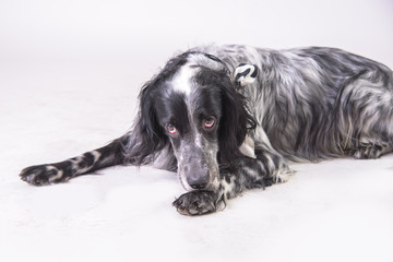 Guilty expression of an english setter