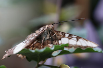 ,Vlindertuin De Passiflorahoeve