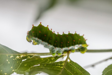 Naklejka premium ,Vlindertuin De Passiflorahoeve
