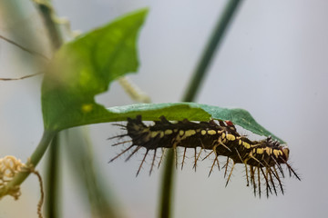 ,Vlindertuin De Passiflorahoeve
