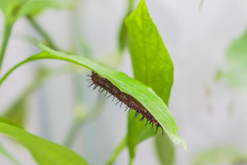 ,Vlindertuin De Passiflorahoeve
