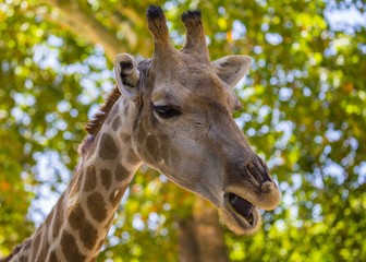 Giraffe (Giraffa)