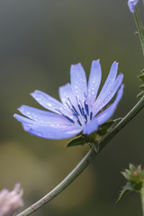 Bloemen en planten in Vlindertuin De Passiflorahoeve in Harskamp