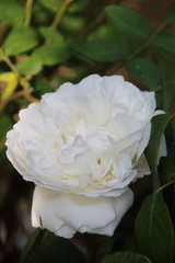 weiße englische Rose