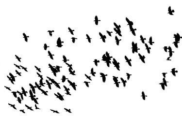 Obraz premium flock of birds black birds flying against a white sky in the distance isolated