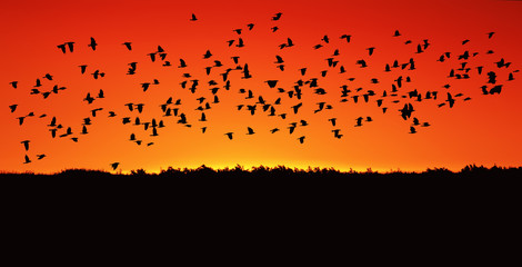 a large flock of black rooks flying against the bright red of the sunset sky © nataba