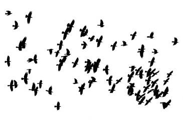  large flock of birds black crows flying on the white background isolated sky