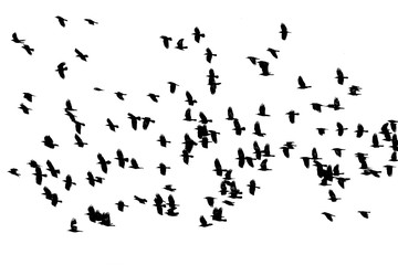  flock of birds black crows flying on the white background isolated sky