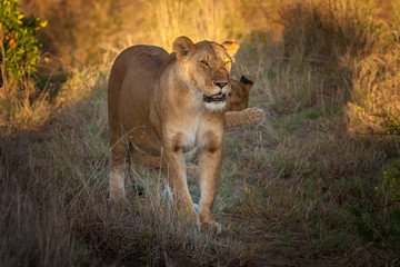 Obraz na płótnie Canvas Kenya. Africa. Lioness watching Pride.