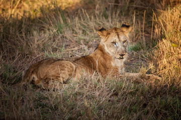 Obraz na płótnie Canvas Kenya. Africa. Young lion lying on the grass.
