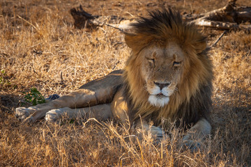 Plakat Kenya. Lion lying on the grass.
