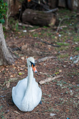 adult white Swan sitting on the shore