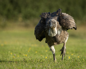 White-backed Vulture running on the green grass with green foliage background.