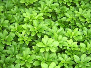Naklejka na ściany i meble Pahizandra apical green carpet from leaves. Close-up of pachysandra terminalis, green nature background, texture Japanese pachysandra