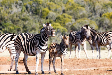 Fototapeta na wymiar Baby Zebra and mom standing and laughing