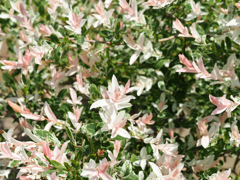 The branches of the willow are whole-leafed Japanese. Natural white, pink and green background. Salix integra Hakuro-Nishiki