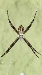Spider on the web extreme close up