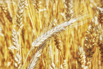 Wheat field. Ears of golden wheat close up. Beautiful Nature Sunset Landscape. Rural Scenery under Shining Sunlight. Background of ripening ears of meadow wheat field.