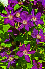 Deep Purple Clematis