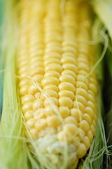 Fresh yellow corn from the garden