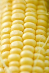 Fresh yellow corn from the garden 