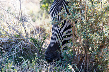 Zebra hiding between bushes