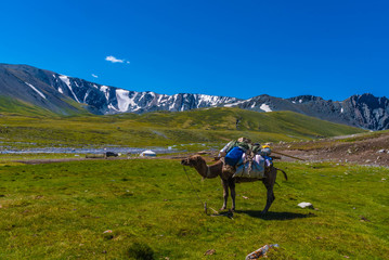 Fototapeta na wymiar Kamel und Ger Jurte im Altai Gebirge Mongolei