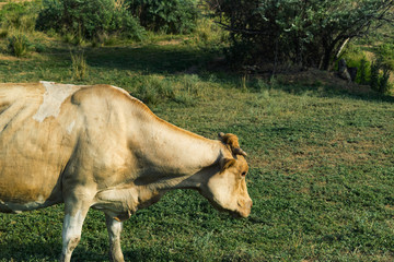 Beautiful large cow of pastel brown eat grass on a huge meadow. Closeup. Warm color