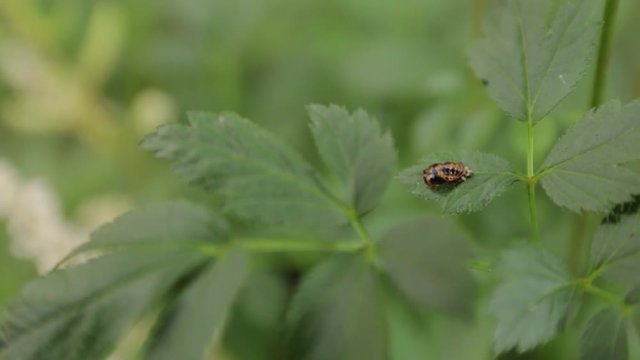 Small Bug on Leaves