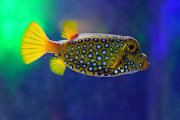 Underwater view of a spotted yellow boxfish (Ostracion Cubicus)