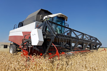 Fototapeta premium Combine harvests wheat on a field in sunny summer day
