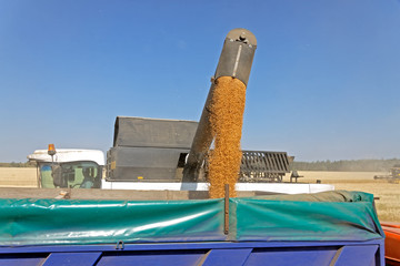 Combine harvester load wheat in the truck at the time of harvest in a sunny summer day
