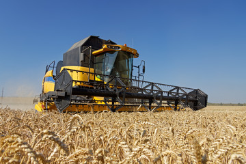 Combine harvests wheat on a field in sunny summer day