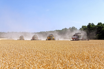 Combines harvests wheat on a field in sunny summer day