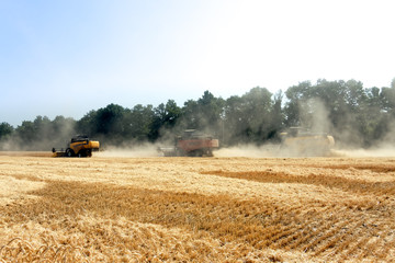 Fototapeta na wymiar Combines harvests wheat on a field in sunny summer day