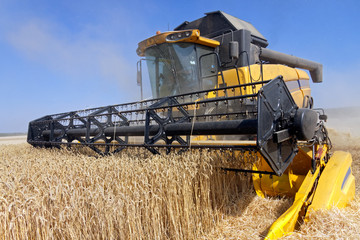 Fototapeta premium Combine harvests wheat on a field in sunny summer day